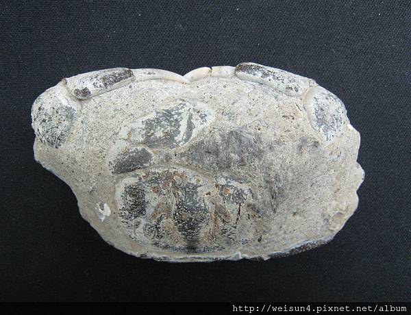 C1878_化石_台灣螃蟹 C1878_化石_台灣螃蟹