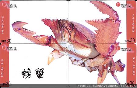 030_C1759_蛙蟹科_蛙形蟹 030_C1759_蛙蟹科_蛙形蟹