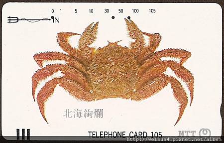 070_C1533_近圓蟹科_伊氏毛甲蟹 070_C1533_近圓蟹科_伊氏毛甲蟹