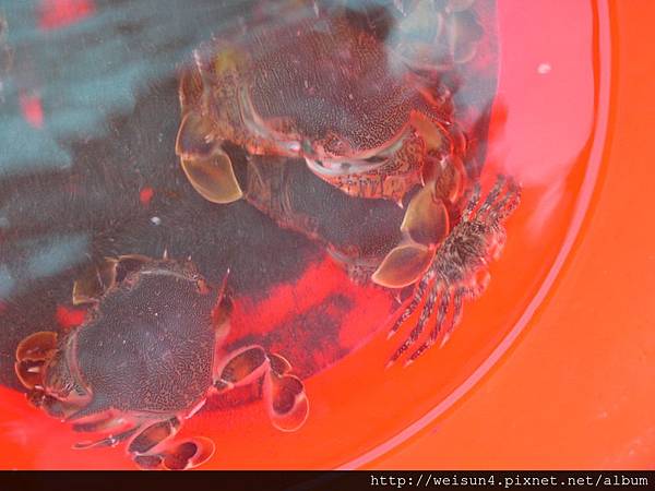 200307_宜蘭_紅點黎明蟹+
