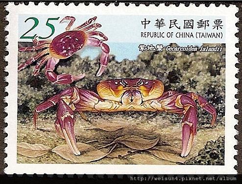 C1546_拉氏地蟹(紫地蟹) C1546_拉氏地蟹(紫地蟹)