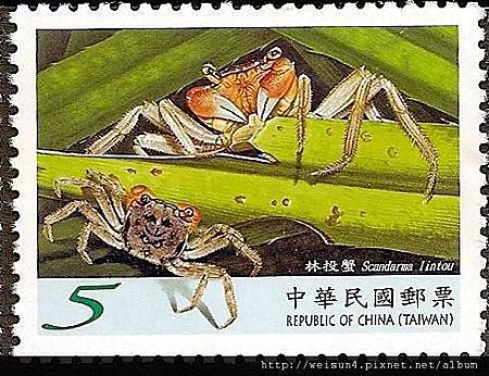 C1546_林投蟹 C1546_林投蟹