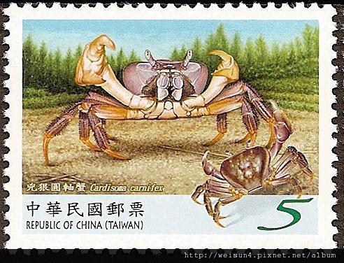 C1546_兇狠圓軸蟹 C1546_兇狠圓軸蟹