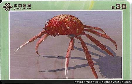 190_C1691_蜘蛛蟹科_合團蜘蛛蟹 190_C1691_蜘蛛蟹科_合團蜘蛛蟹
