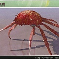 190_C1691_蜘蛛蟹科_合團蜘蛛蟹