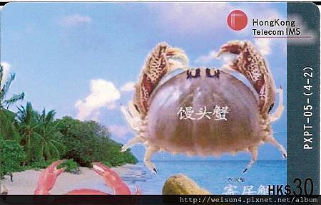 050_C1763_饅頭蟹科_逍遙饅頭蟹 050_C1763_饅頭蟹科_逍遙饅頭蟹