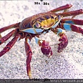 330_C1726_方蟹科_方蟹