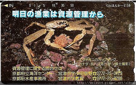 200_C1593_突眼蟹科_牧人魁蟹 200_C1593_突眼蟹科_牧人魁蟹