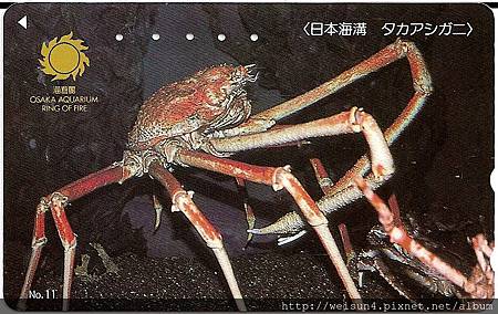 180_C1592_尖頭蟹科_甘氏巨螯蟹 180_C1592_尖頭蟹科_甘氏巨螯蟹