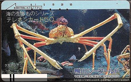 180_C1566_尖頭蟹科_甘氏巨螯蟹 180_C1566_尖頭蟹科_甘氏巨螯蟹