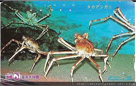180_C1583_尖頭蟹科_甘氏巨螯蟹 180_C1583_尖頭蟹科_甘氏巨螯蟹