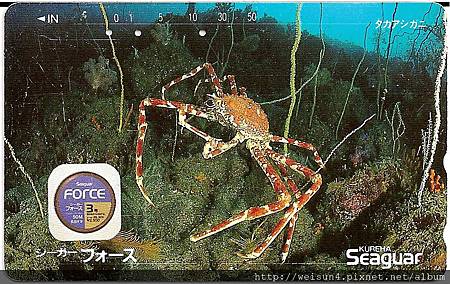 180_C1588_尖頭蟹科_甘氏巨螯蟹 180_C1588_尖頭蟹科_甘氏巨螯蟹