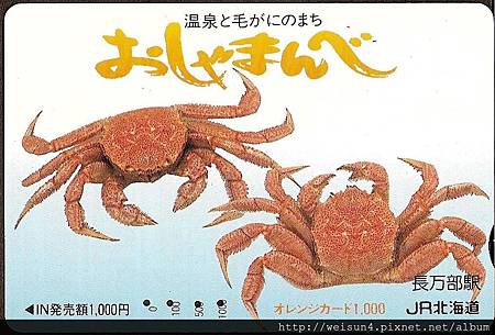 070_C1529_近圓蟹科_伊氏毛甲蟹 070_C1529_近圓蟹科_伊氏毛甲蟹