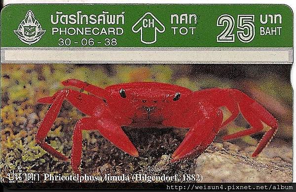 130_C0293_擬地蟹科_親水亮腹蟹