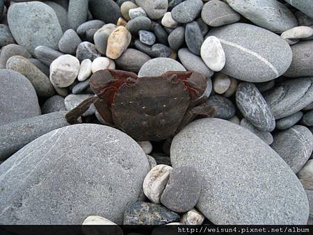 200907_花蓮七星潭_1螃蟹_脫水 200907_花蓮七星潭_1螃蟹_脫水