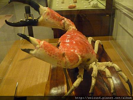 200907_日本_螃蟹標本_巨大擬濱蟹_2 200907_日本_螃蟹標本_巨大擬濱蟹_2