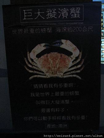 IMG_4560_巨大擬濱蟹 IMG_4560_巨大擬濱蟹