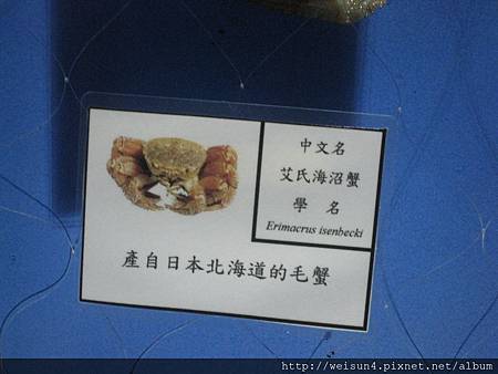 IMG_4568_伊氏毛甲蟹 IMG_4568_伊氏毛甲蟹