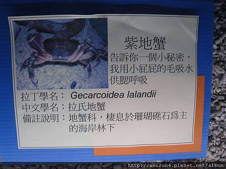 IMG_4594_拉氏地蟹 IMG_4594_拉氏地蟹