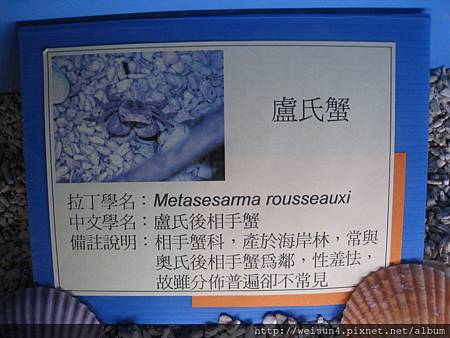 IMG_4605_盧氏後相手蟹 IMG_4605_盧氏後相手蟹