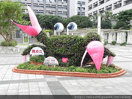 DSCN0363_那霸縣政府_螃蟹花草 DSCN0363_那霸縣政府_螃蟹花草