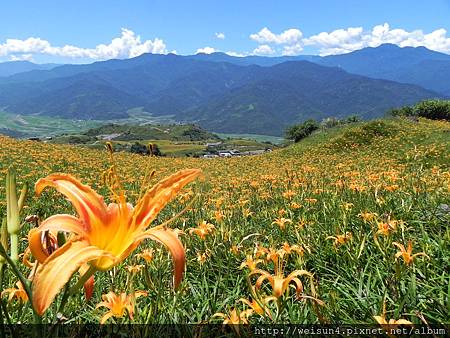 DSCN0672_六十石山_金針花 DSCN0672_六十石山_金針花