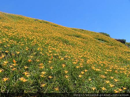 DSCN0685_六十石山_金針花 DSCN0685_六十石山_金針花