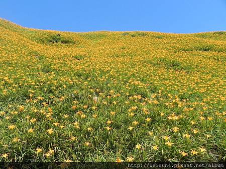 DSCN0686_六十石山_金針花 DSCN0686_六十石山_金針花