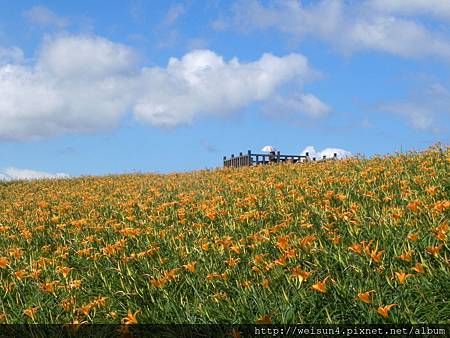 DSCN0718_六十石山_金針花 DSCN0718_六十石山_金針花