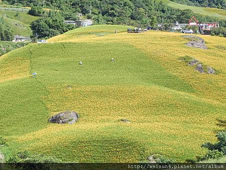 DSCN0744_六十石山_採金針 DSCN0744_六十石山_採金針