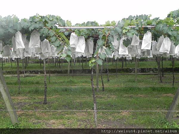 松園農庄_DSCN0013_松園農庄_葡萄園
