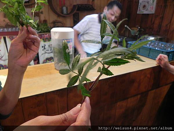 穗花山奈_DSCN0042_芳香萬壽菊