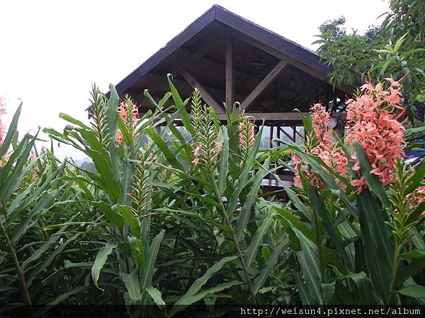 穗花山奈_DSCN0044