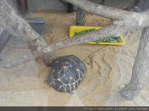 DSCN5160_射紋龜