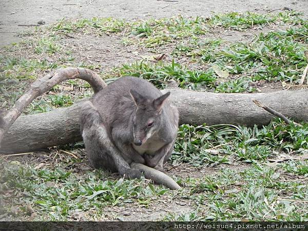 DSCN5181_沼林袋鼠