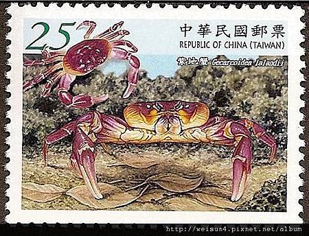 C1546_a_拉氏地蟹(紫地蟹) C1546_a_拉氏地蟹(紫地蟹)
