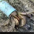 寄居蟹_藍