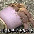 寄居蟹_不會臭
