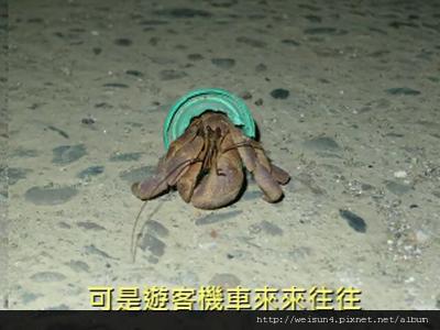 寄居蟹_無家 寄居蟹_無家