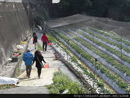 DSCN8355_迦南美地草莓園 DSCN8355_迦南美地草莓園