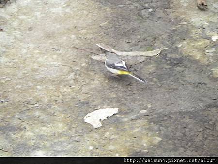 大山背_DSCN9687_灰鶺鴒_鳥_大山背_20120219 大山背_DSCN9687_灰鶺鴒_鳥_大山背_20120219