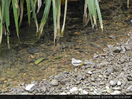 大山背_DSCN9718_灰鶺鴒_鳥 大山背_DSCN9718_灰鶺鴒_鳥