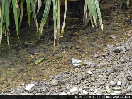 大山背_DSCN9718_灰鶺鴒_鳥