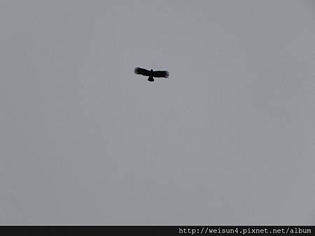 大山背_DSCN9863_老鷹_鳥 大山背_DSCN9863_老鷹_鳥
