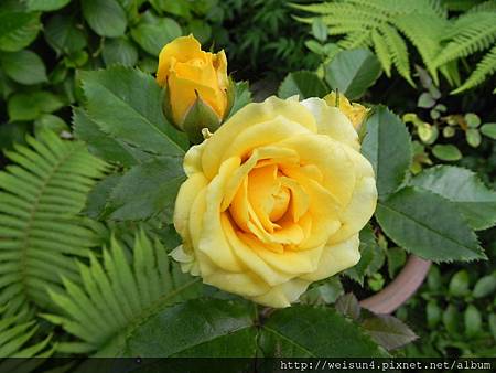 紅薔薇_DSCN9044_黃玫瑰 紅薔薇_DSCN9044_黃玫瑰