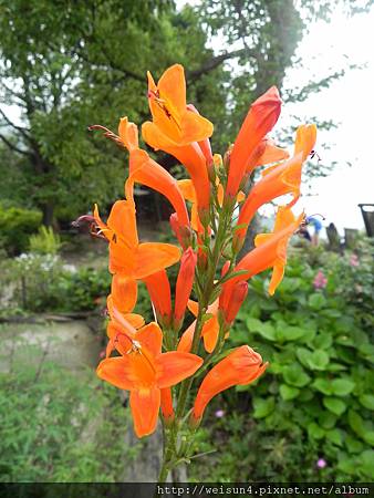 紅薔薇_DSCN9077_花 紅薔薇_DSCN9077_花