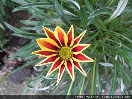 紅薔薇_DSCN9087_花 紅薔薇_DSCN9087_花