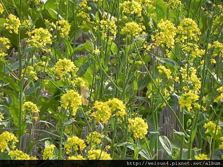 九芎湖_DSCN5592_油菜花 九芎湖_DSCN5592_油菜花