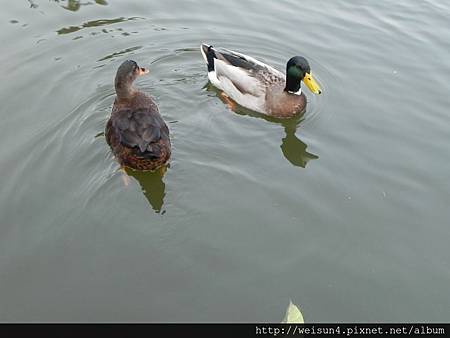 九芎湖_DSCN5593_九芎湖 九芎湖_DSCN5593_九芎湖