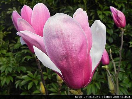 九芎湖_DSCN5605_陳家農場_花 九芎湖_DSCN5605_陳家農場_花